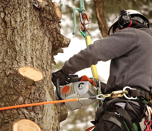 Xavier Tree Specialists LLC employee cutting a tree down