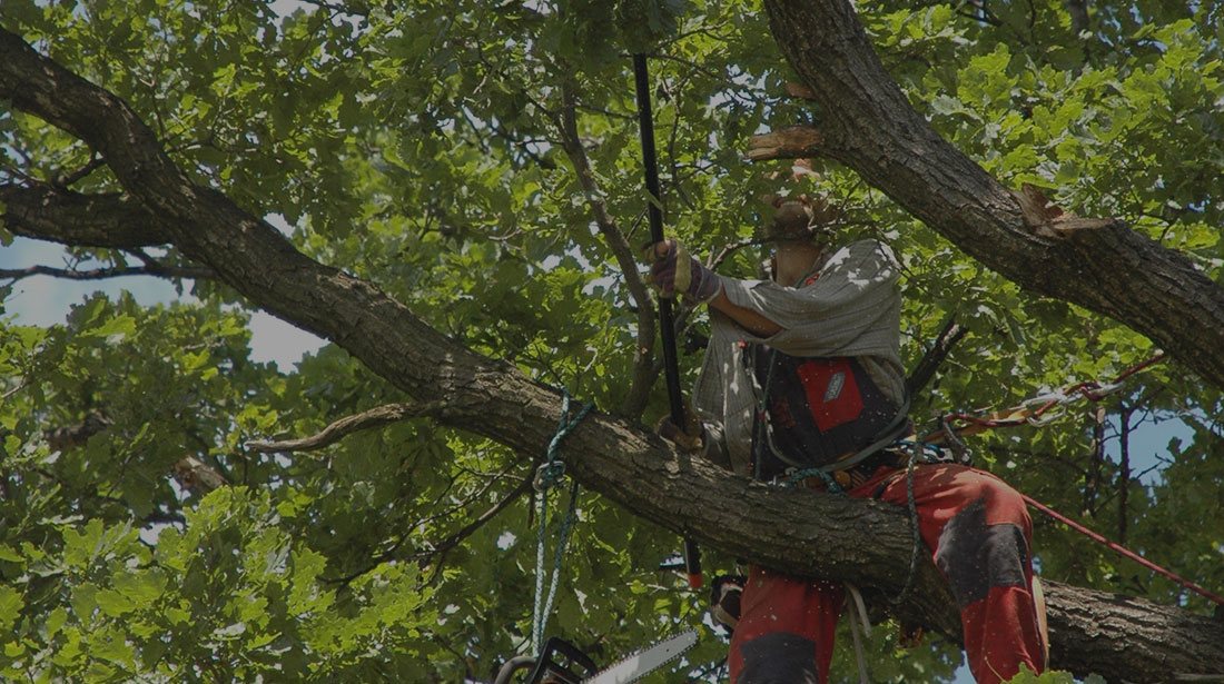 Xavier Tree Specialists LLC: Tree cabling and bracing in Atlanta, Decatur and Marietta